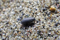 Blapstinus substriatus