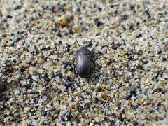 Blapstinus substriatus