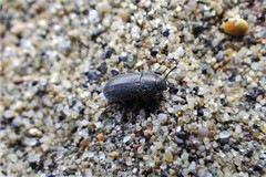 Blapstinus substriatus