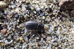 Blapstinus substriatus