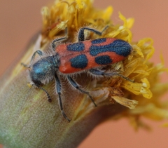 Trichodes oresterus