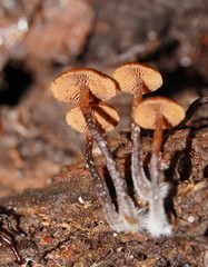 Kuehneromyces brunneoalbescens