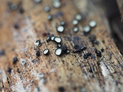 Chaetoscypha palmicola