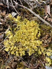 Vulpicida juniperinus