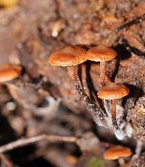 Kuehneromyces brunneoalbescens
