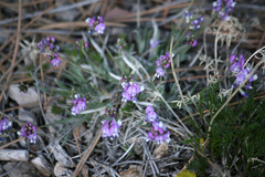 Astragalus spatulatus