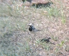 Motacilla alba
