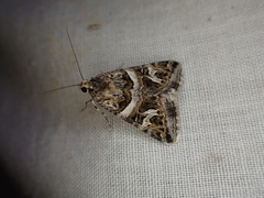 Drasteria picta