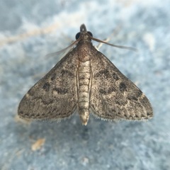 Steniodes declivalis