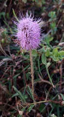 Mimosa strigillosa