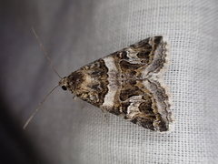 Drasteria picta