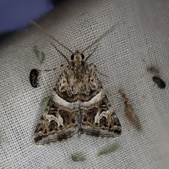 Drasteria picta