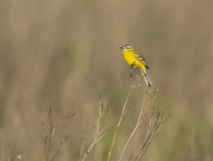 Motacilla flava beema