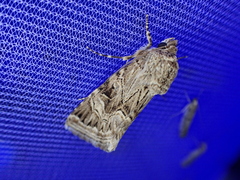 Armada panaceorum