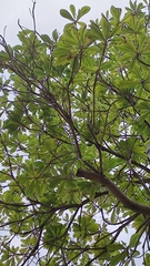 Elaeocarpus apiculatus