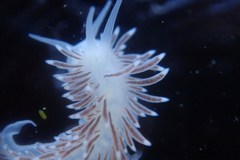 Cuthona divae
