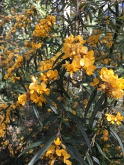 Oxylobium arborescens