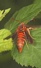 Paranthrene asilipennis