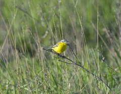 Motacilla flava beema