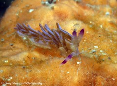 Pteraeolidia ianthina