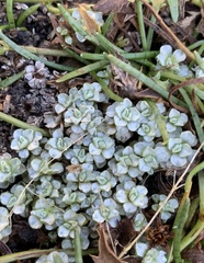 Raoulia parkii