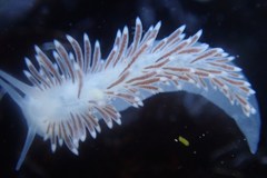 Cuthona divae