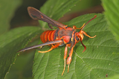 Paranthrene asilipennis