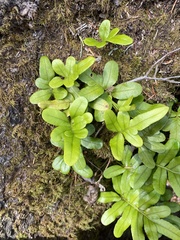 Polypodium scouleri image