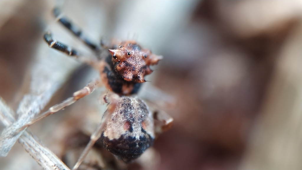 Smodicinus
