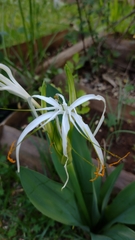 Hymenocallis acutifolia
