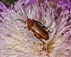 Nemognatha piazata