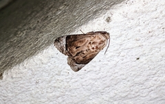 Groenendaelia kinabaluensis