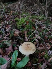 Amanita diemii