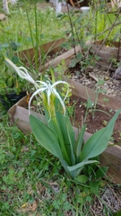 Hymenocallis acutifolia