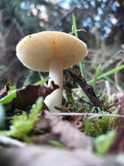 Amanita diemii