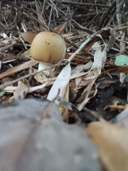 Amanita diemii