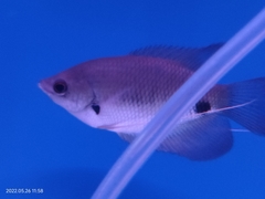 Osphronemus laticlavius