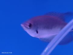 Osphronemus laticlavius