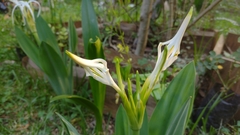 Hymenocallis acutifolia