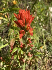 Castilleja affinis affinis