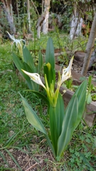 Hymenocallis acutifolia