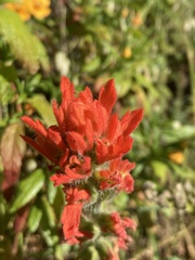 Castilleja affinis affinis