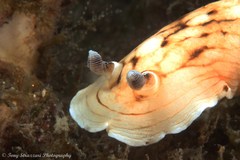 Aphelodoris varia