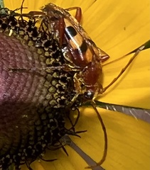 Strangalia sexnotata