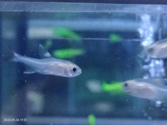 Pristella maxillaris