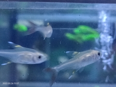 Pristella maxillaris