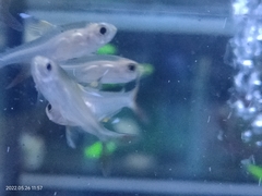 Pristella maxillaris