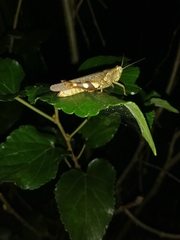 Xenocatantops humilis