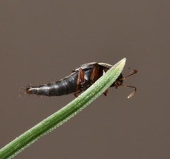 Sepedophilus marshami