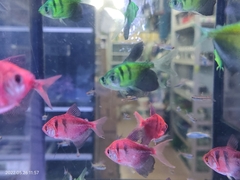 Gymnocorymbus ternetzi